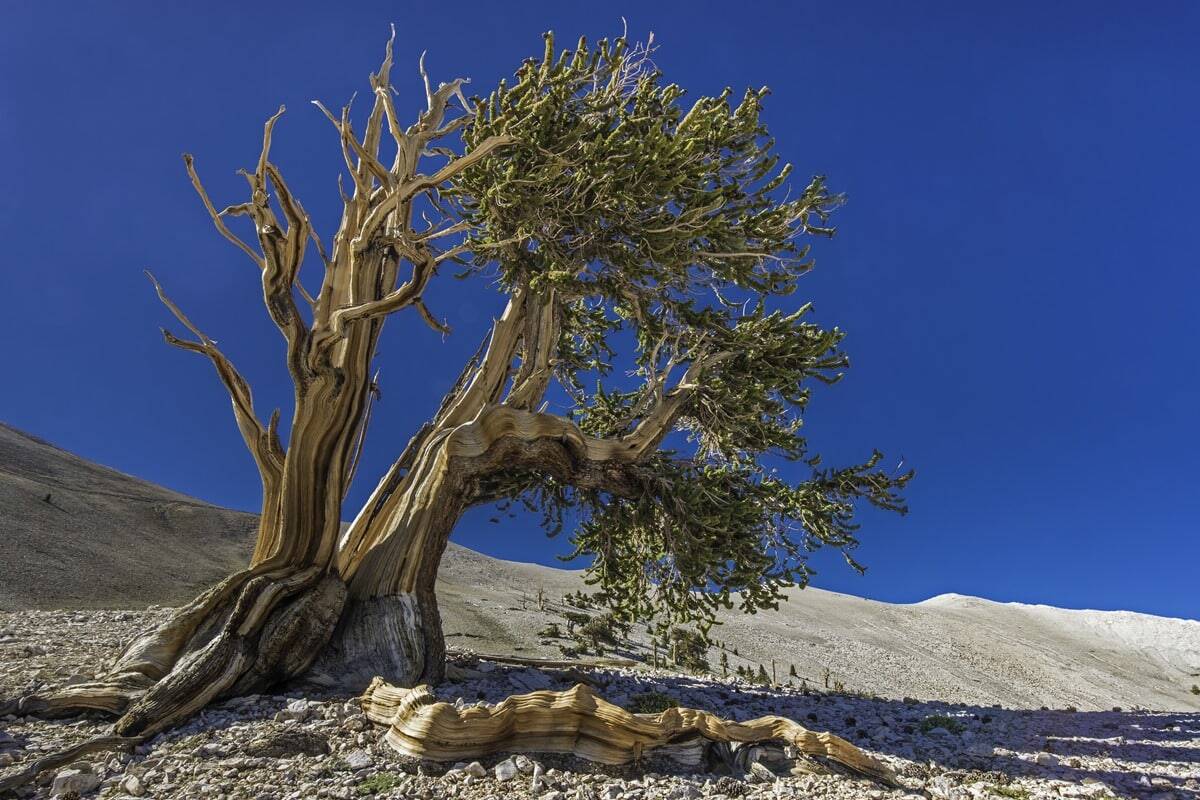 Pinus Longaeva – A árvore mais antiga da espécie teve sua localização preservada
