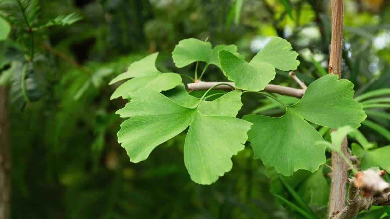 Ginkgo biloba