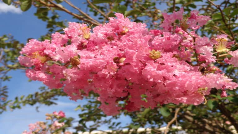 Resedá cor de rosa