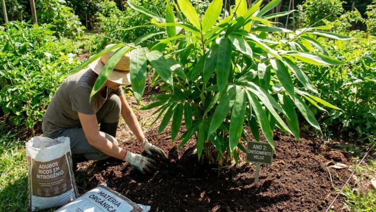 Planta gigante que cresce um metro por dia e renova o jardim em uma semana