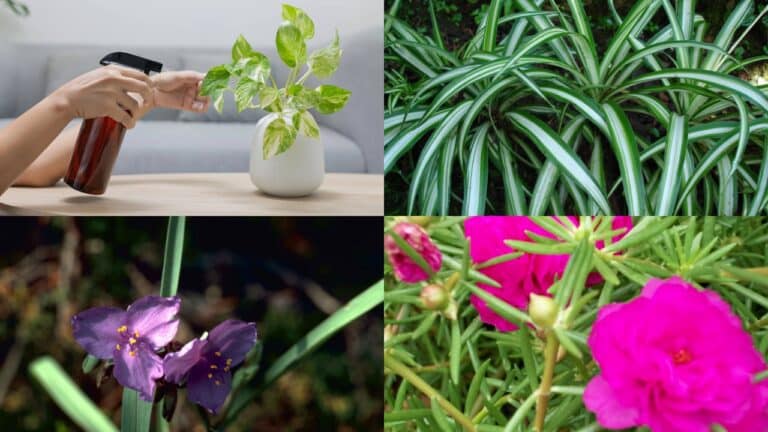4 plantas que pegam fácil no jardim