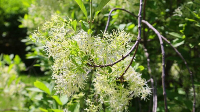 Chionanthus virginicus na natureza