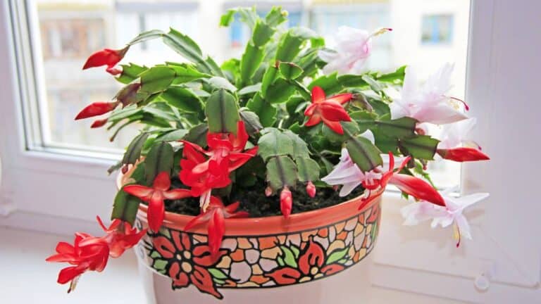 Flor-de-maio em vaso próximo a janela
