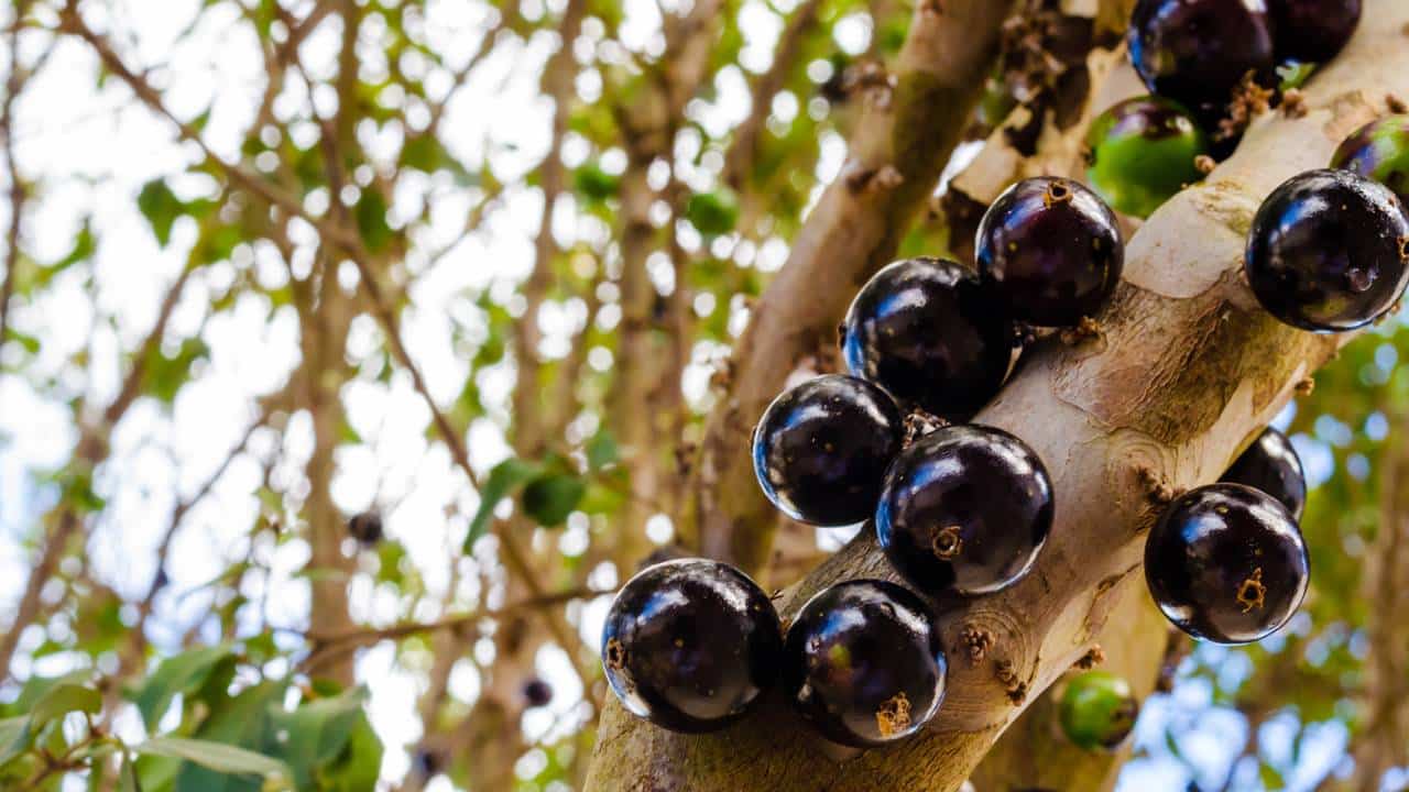 Frutos de jabuticabeira no pé