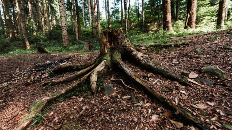 Grandes raízes de árvore cortada sobre o solo de floresta