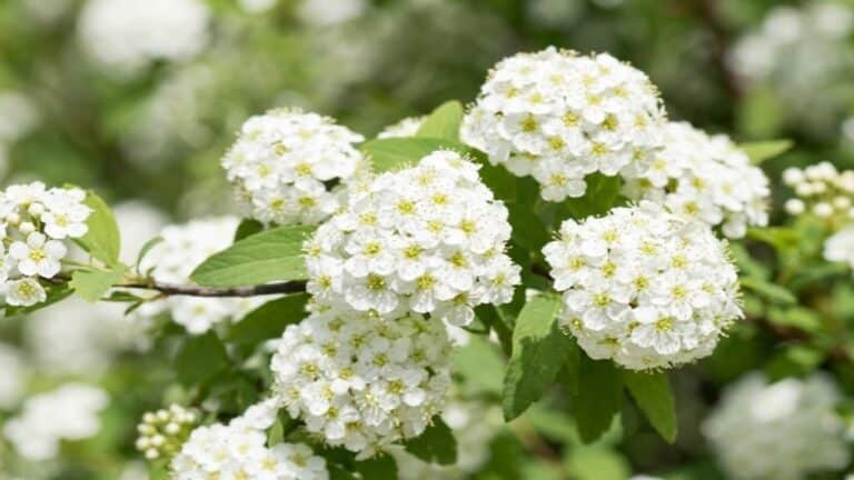 Saiba qual é a planta ideal para jardins que quase não precisa de rega