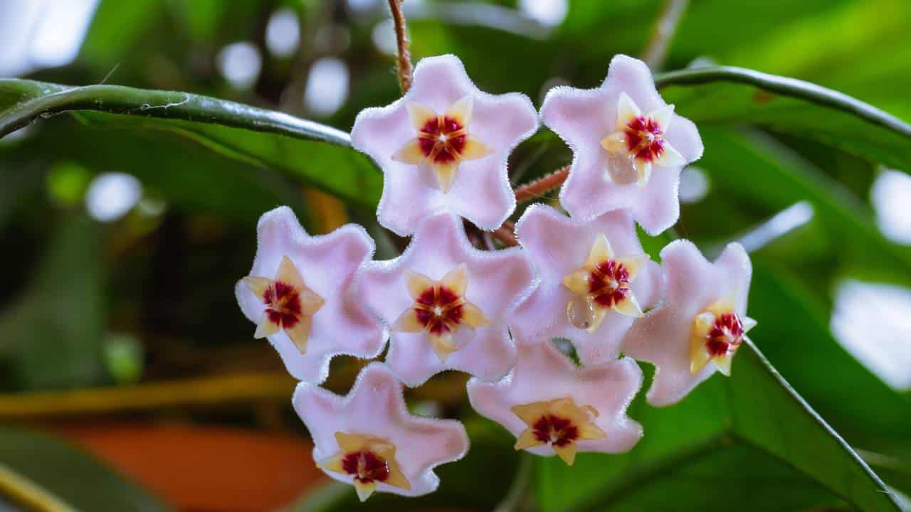 Flor de porcelana