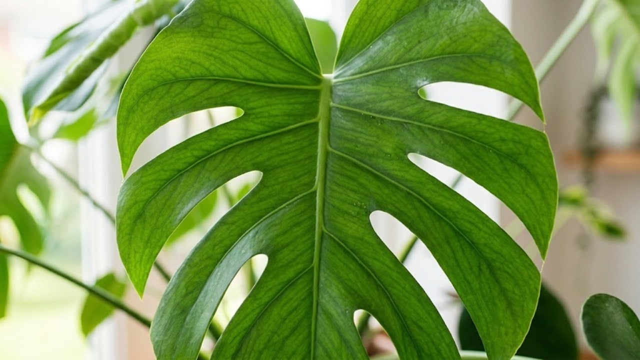 Manutenção de plantas de interior: cinco cuidados práticos para ter folhas brilhantes