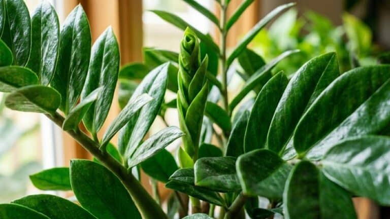 Veja sete opções de plantas para banheiro que purificam o ar e reduzem a umidade