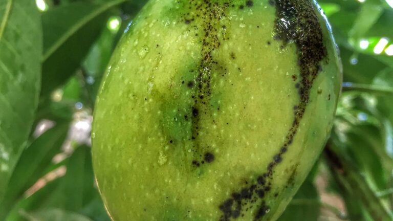 Fruta manga em árvore