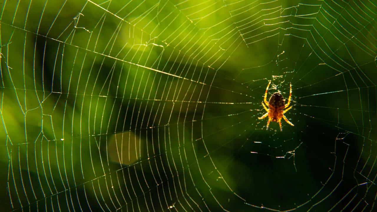 Aranha de jardim na teia