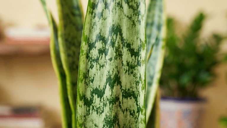 Close up na folha de espada de são jorge