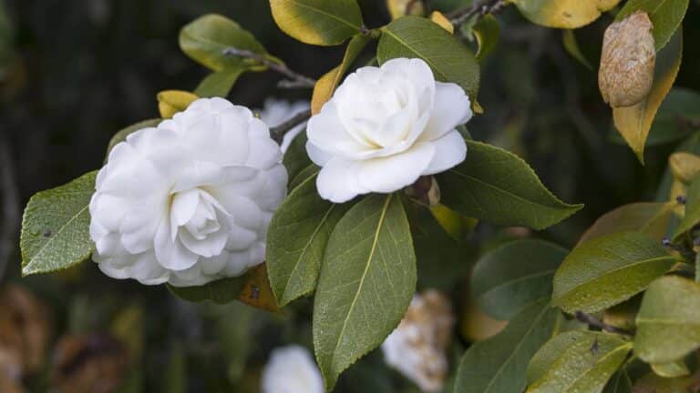Flor branca de camellia japonica