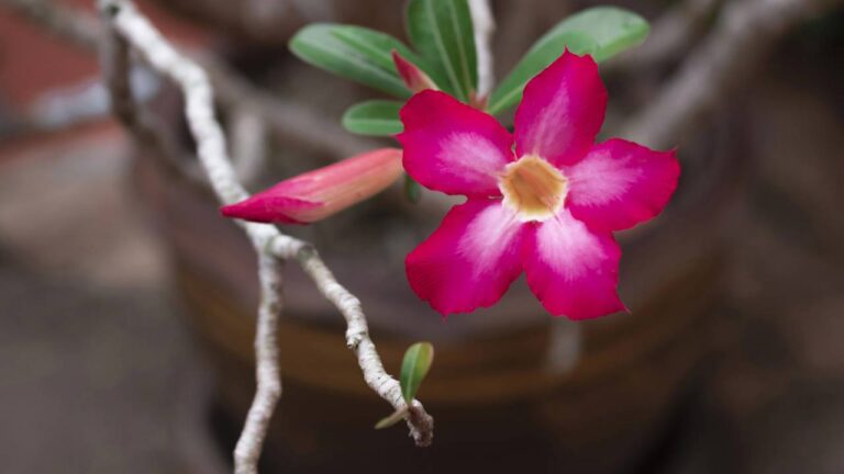 Flor de bignônia rosa em galho