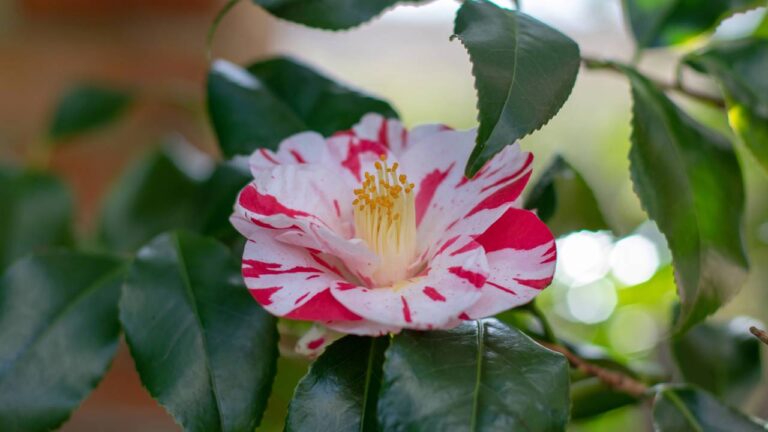 Flor de camélia branca com vermelha