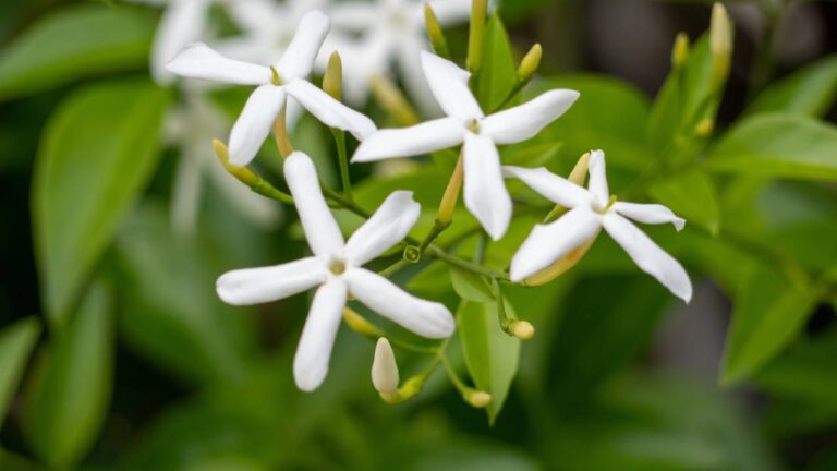 Flores da trepadeira jasmin-estrela