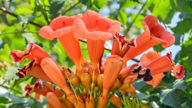 Flores de bignônia laranjas florescidas