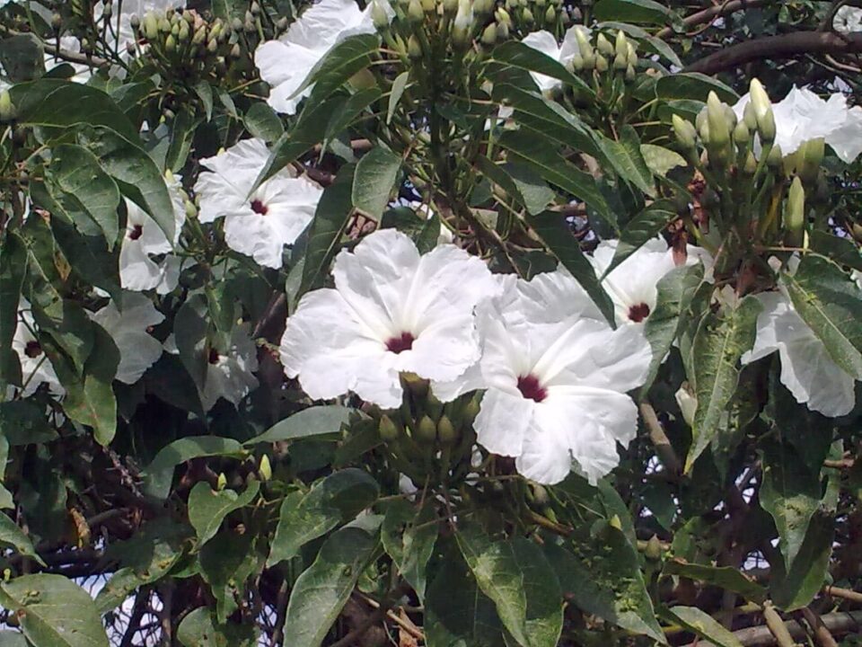Flores de cazahuate (Ipomoea arborescens)