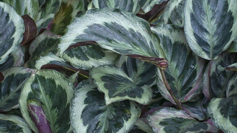 Folhas de calathea
