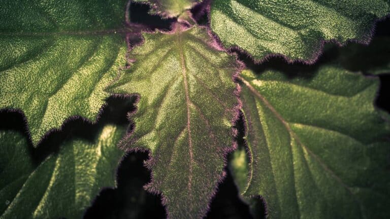 Folhas gynura aurantiaca