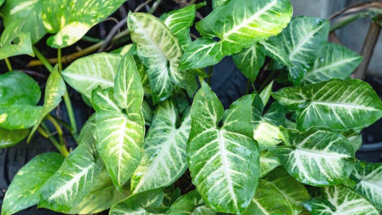 Folhas verdes de singônio
