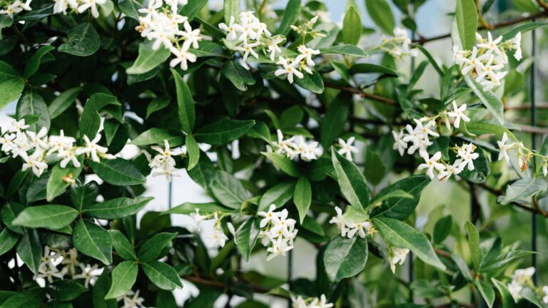 Trachelospermum jasminoides, o jasmin-estrela altamente florescido em volta da janela