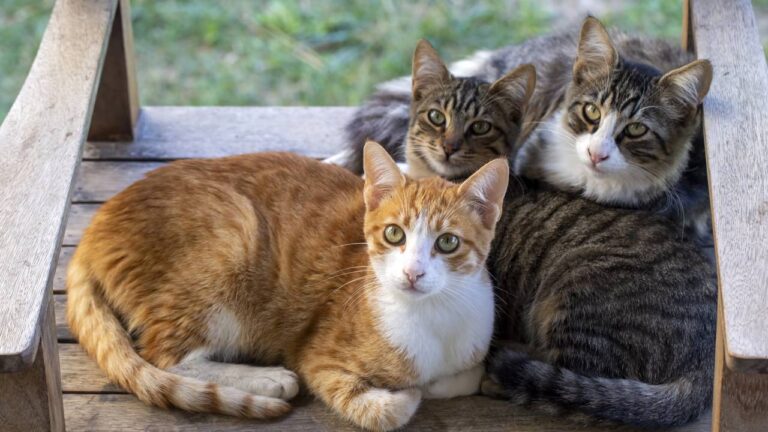 Três gatos deitados juntos