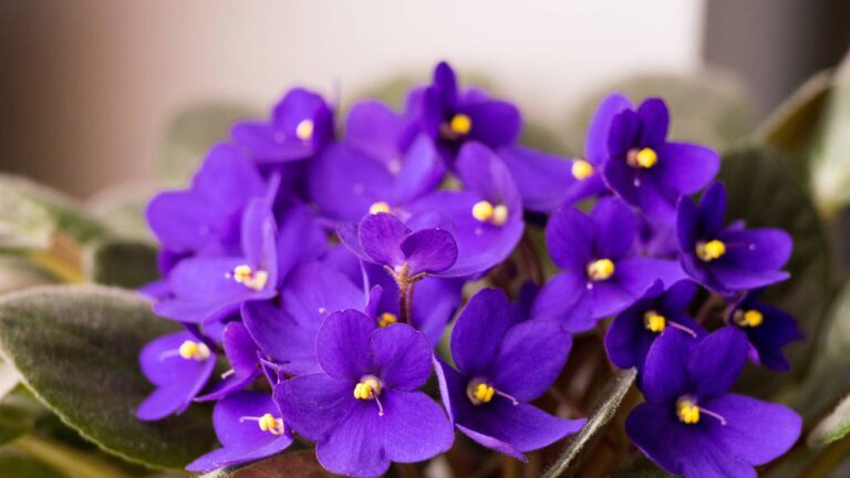 Violetas africanas florescidas