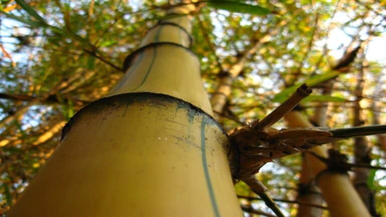 Close-up de baixo para cima do tronco de um bambu amarelo com finas listras verdes verticais, focando nas juntas do colmo e em pequenos galhos.