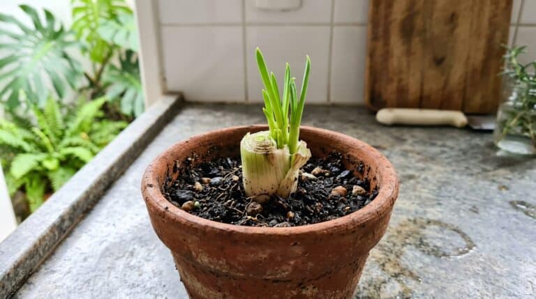 Base de uma cebolinha cortada plantada na terra de um pequeno vaso de barro, soltando novos e pequenos brotos verdes na bancada da cozinha.