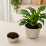 Planta verde saudável ao lado de um pequeno recipiente com borra de café