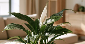 Lírio-da-paz com folhas verdes e flor branca em ambiente interno, planta estudada pela NASA em pesquisas sobre poluentes do ar.
