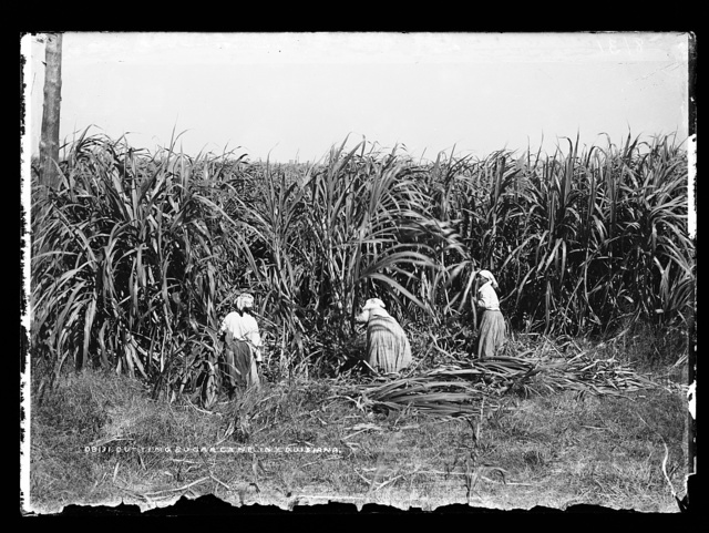Depicts three women dressed in long skirts, blouses, and head scarves cutting cane taller than them. The photo is in black and white.