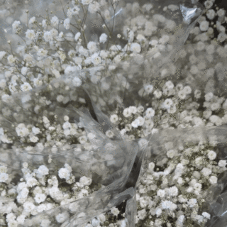 Cover of gipsófila // babys-breath