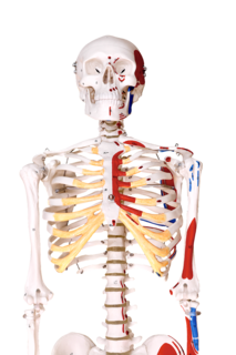 Cover of Anatomy and Physiology Laboratory Manual for Nursing and Allied Health