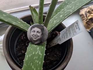 Cover of searching for mami and abuelita - single text