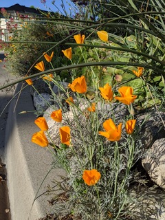 Cover of amapola // poppy