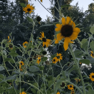 Cover of girasol // sunflower