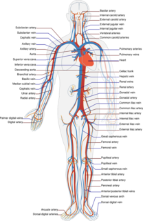 Cover of Fundamentals of Human Anatomy Laboratory Manual