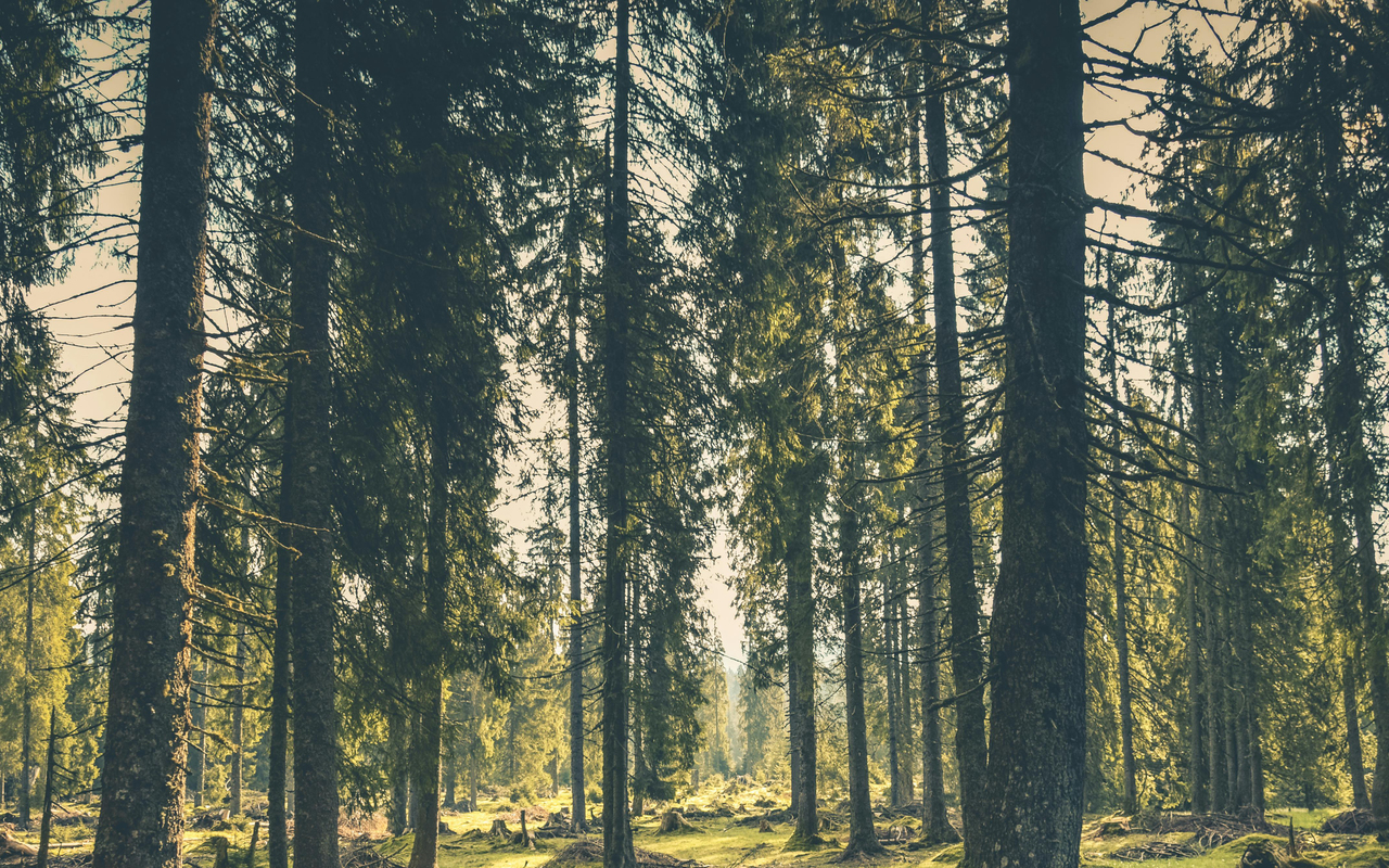 A pine forest on a clear sunny day.