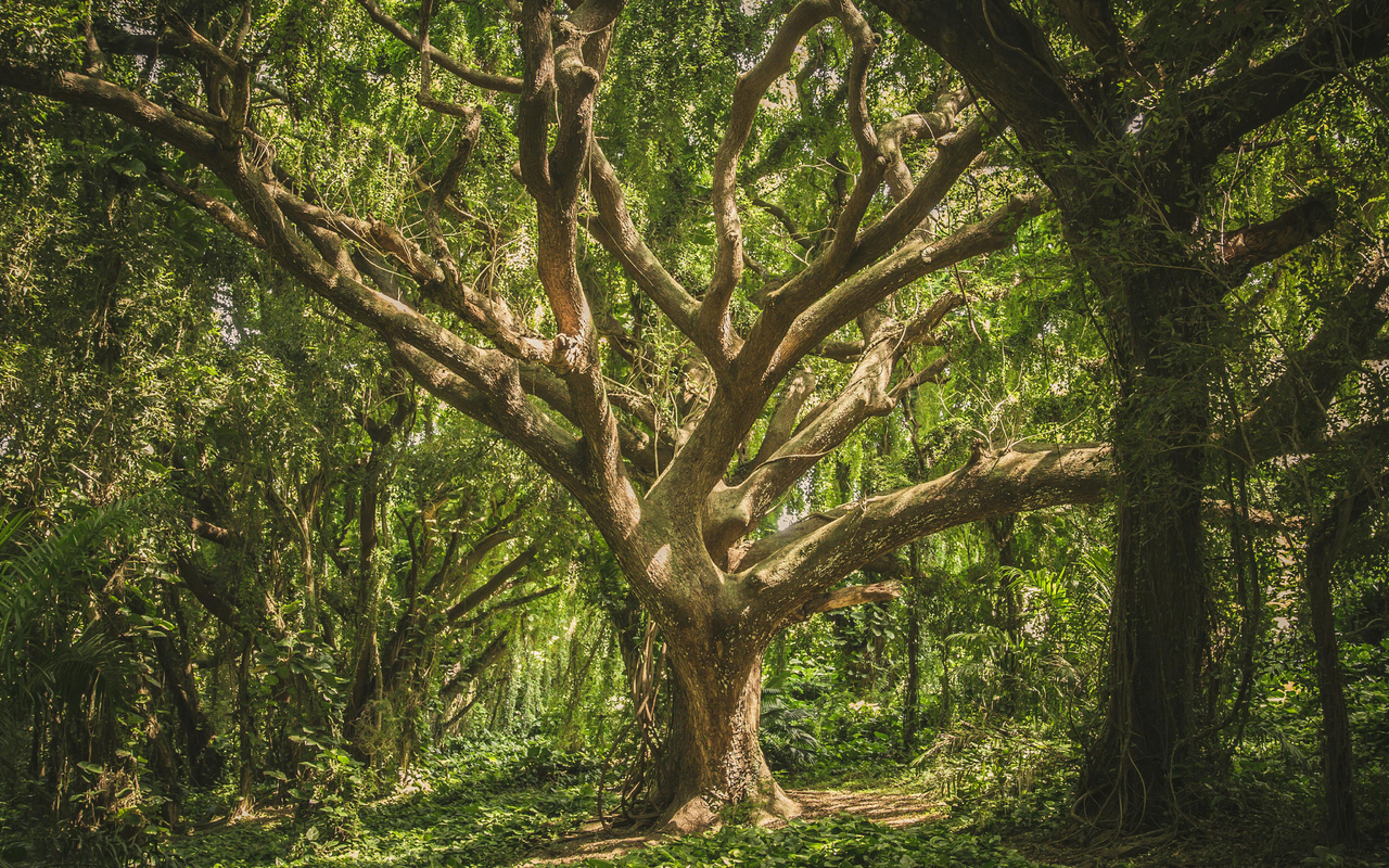 An old tree with many thick limbs stands, sunlit, among a shadowy forest.