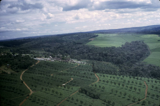 Taken from the air, shows grassy hills spotted with larger plants as a part of a tea plantation