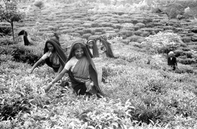 A black and white photo of two women in the foreground wearing head coverings and carrying baskets on their backs in a field of plants. One woman is smiling. They pick the leaves, as do the women in the background. One man stands observing in the background.