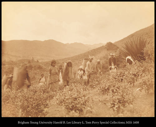 Group of tea pluckers in a field on the side of a hill, some with large woven baskets.