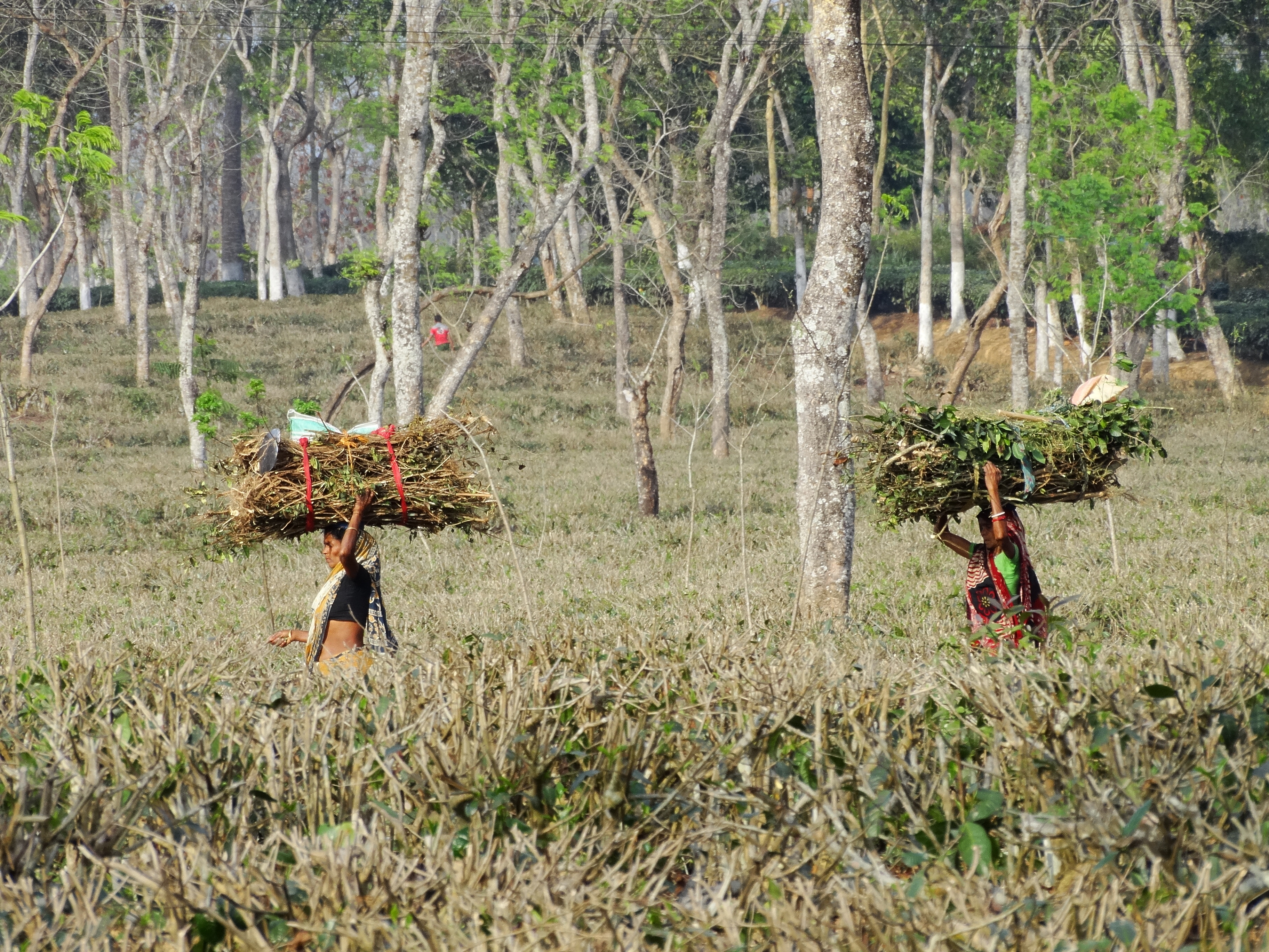 Two women in a tea plantation field hold large bundles of harvested tea leaves and branches on their heads. 