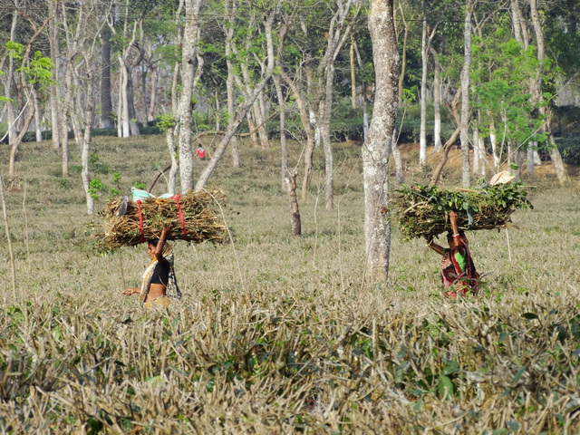 Two women in a tea plantation field hold large bundles of harvested tea leaves and branches on their heads. 