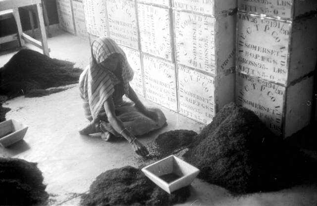 A woman sits on the floor in front of stacked boxes. She wears a striped head covering and is surrounded by piles of dried tea leaves. She sorts through them.
