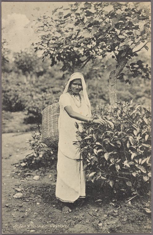 Woman in all white stands in front of a tea plant.