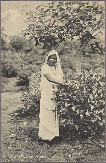 Woman in all white stands in front of a tea plant.
