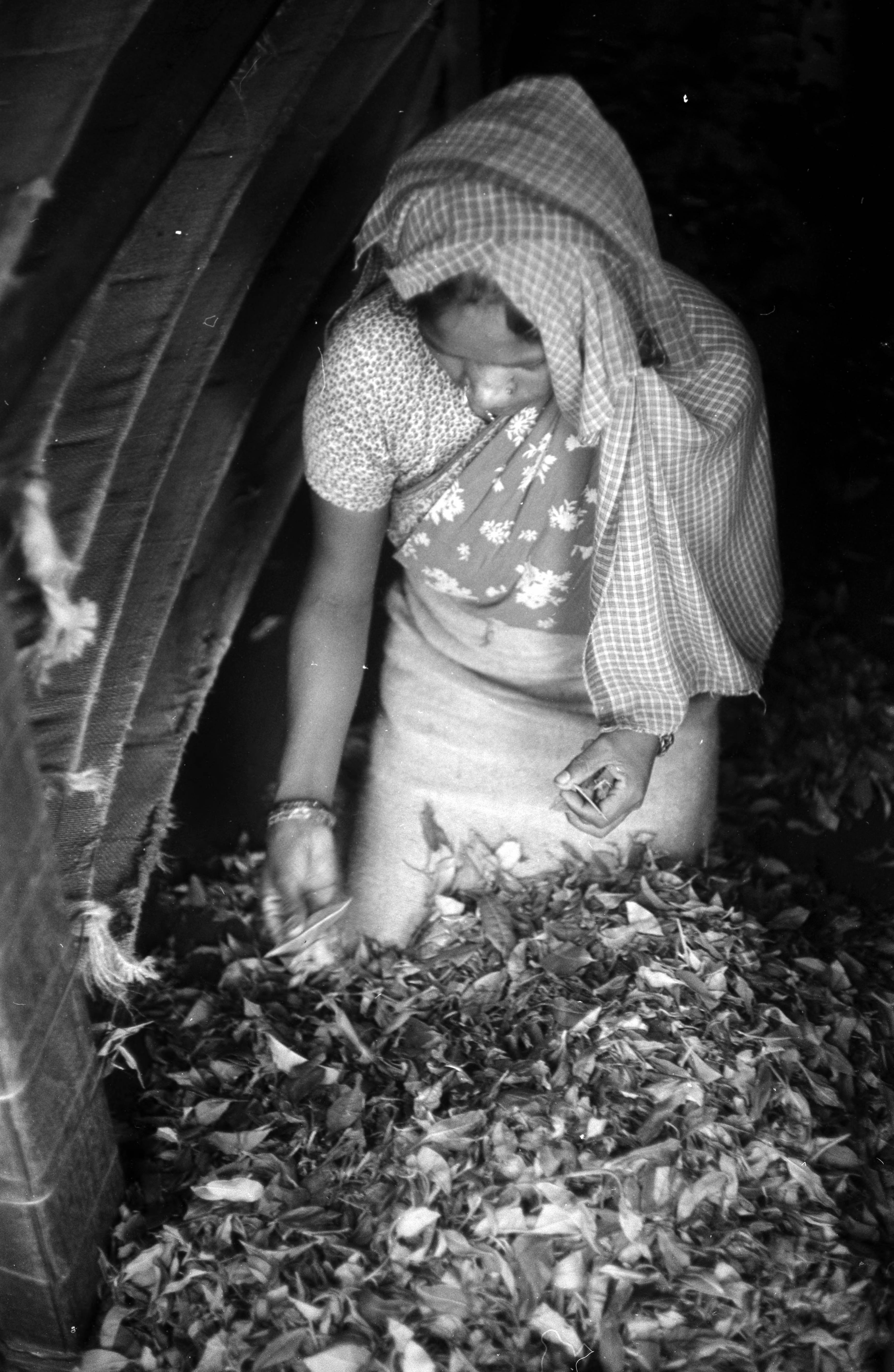 A close up photo from above of a woman wearing a patterned head scarf while kneeling and through a large pile of leaves in front of her.